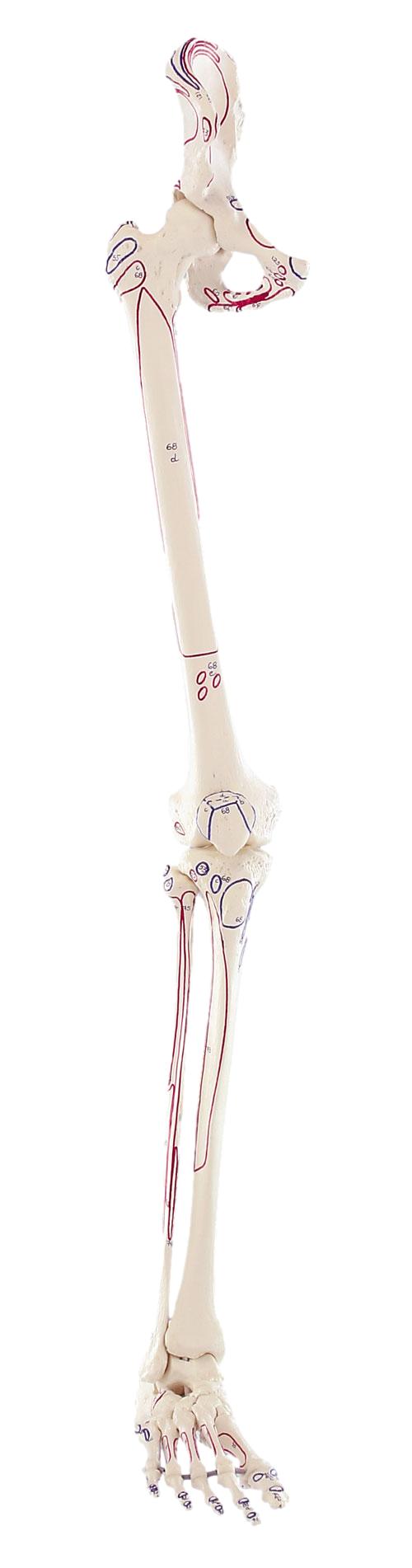 Squelette de la jambe avec moitié du bassin + Muscles dessinés