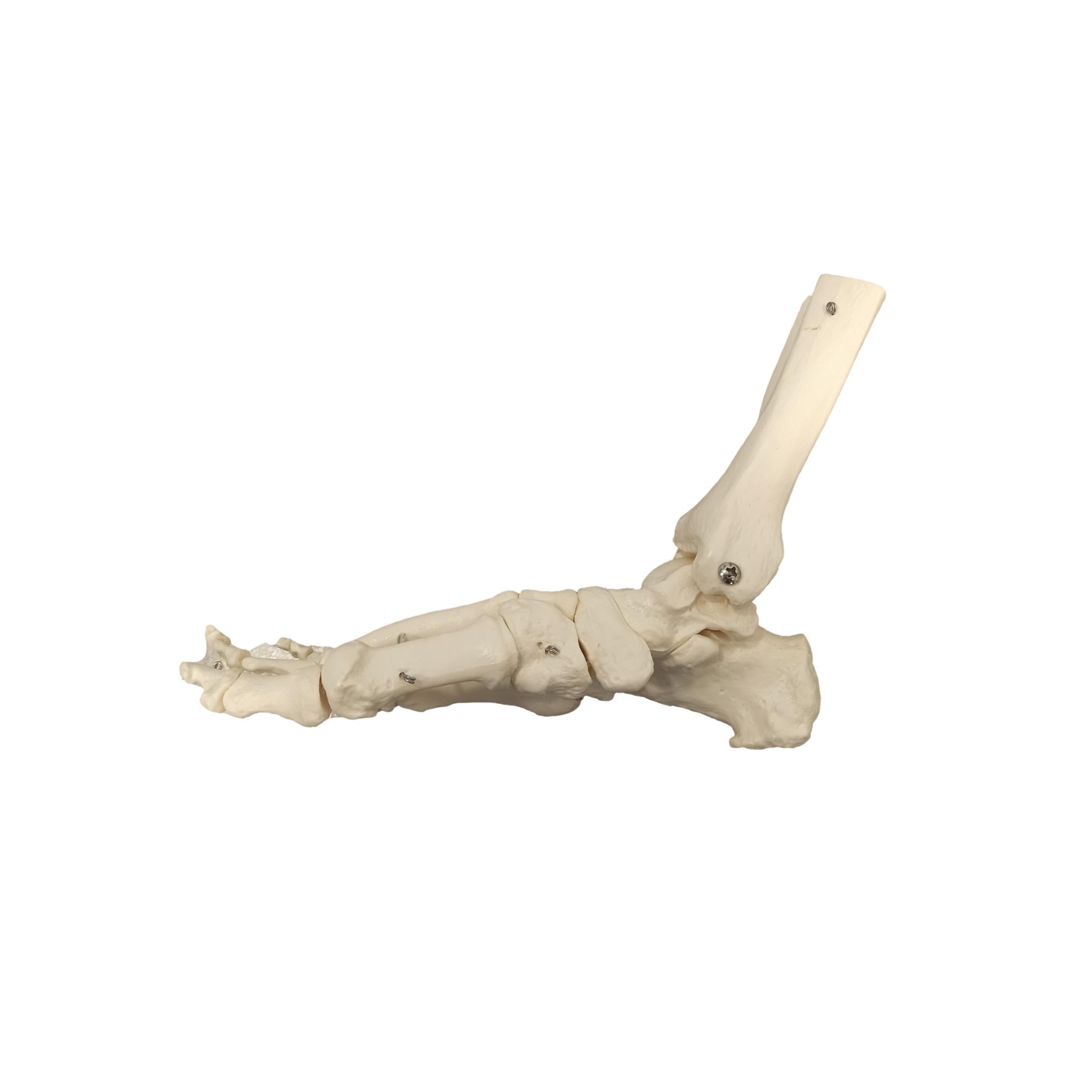Squelette du pied articulé - My Podologie