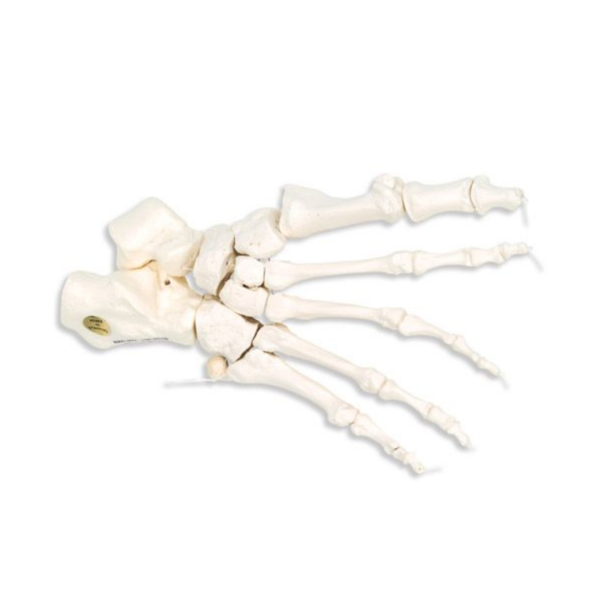 Squelette du pied sur fil de nylon