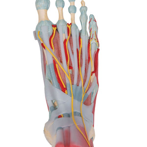 Modèle de squelette du pied avec ligaments et muscles