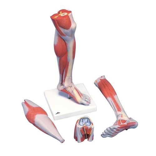 Muscles de la jambe, version luxe, en 3 parties - Anatomie et pathologie