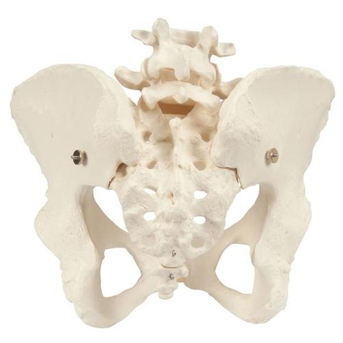Squelette du bassin, féminin - Anatomie et pathologie